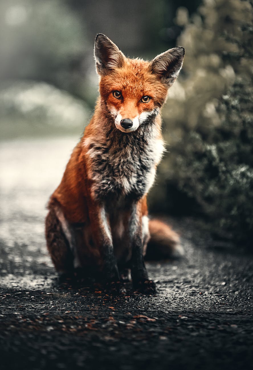 Title: The Forgiving Fox